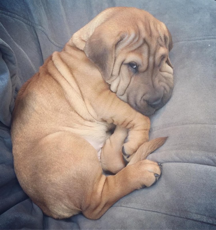 Помесь шарпея и Бассет хаунд