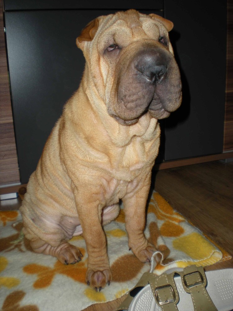 Порода собак шарпей смешанные породы