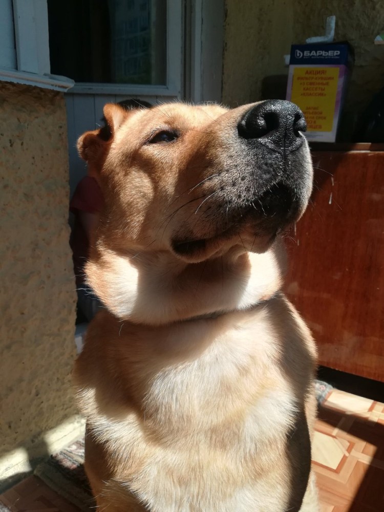 Шарпей с лабрадором