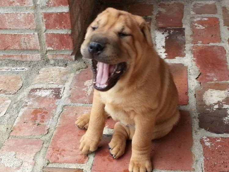 Метис шарпея