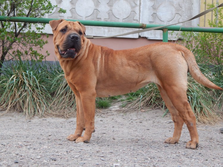 Помесь шарпея и ротвейлера