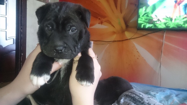 Шарпей смесь с дворнягой черный