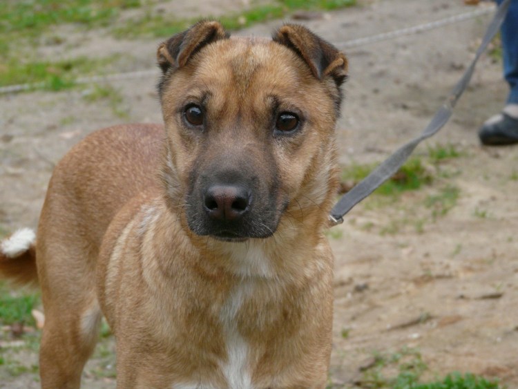 Метис шарпея и стаффорда