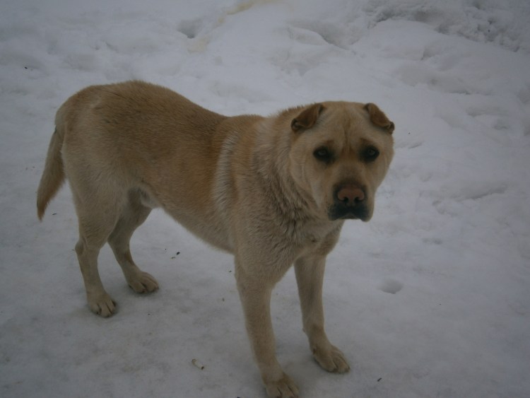 Алабай шарпей смесь