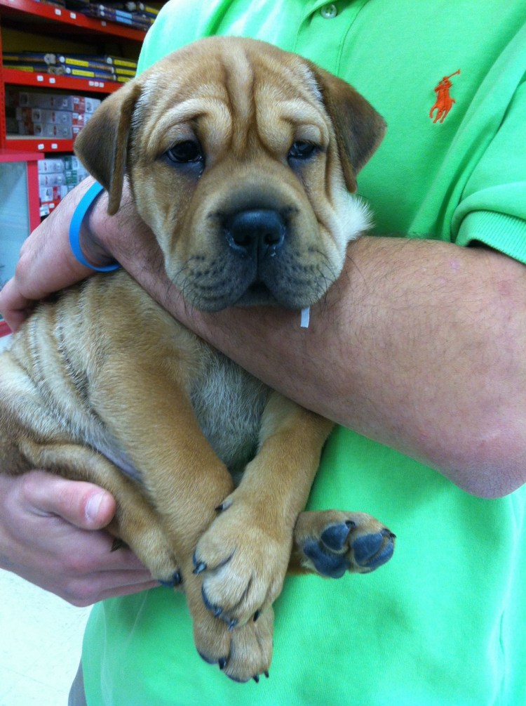 Метис шарпея и лабрадора