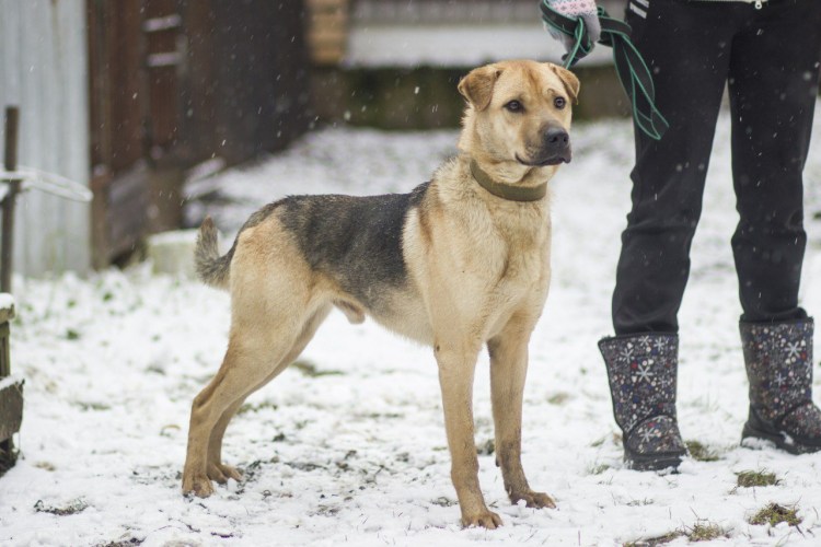 Метис лабрадора и овчарки