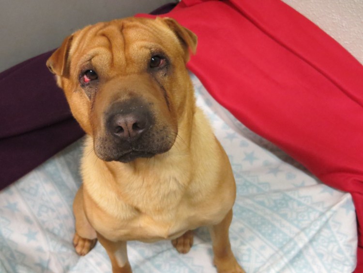 Американский шарпей