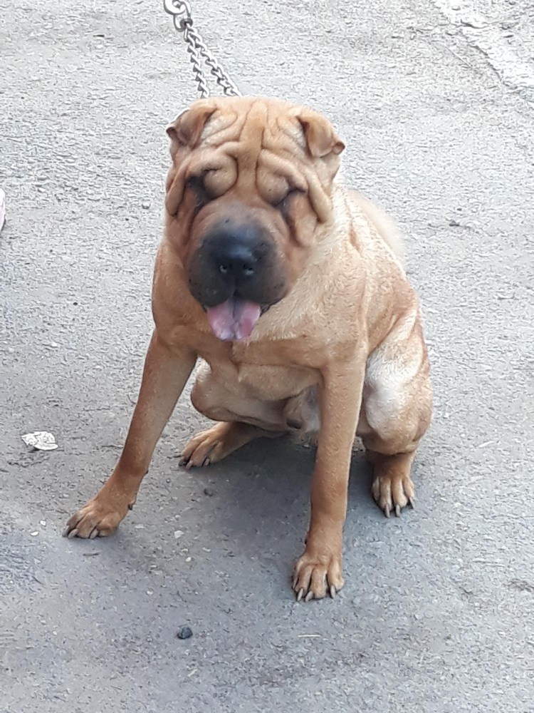 Стафф шарпей