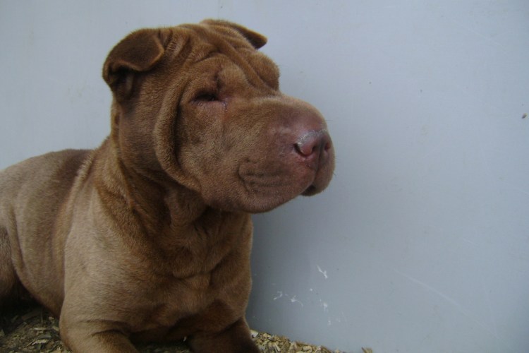 Шарпей собака помесь