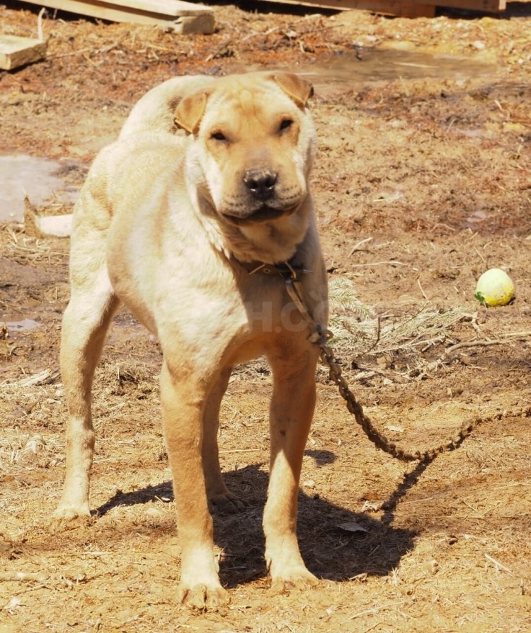 Метис шарпея и дворняги
