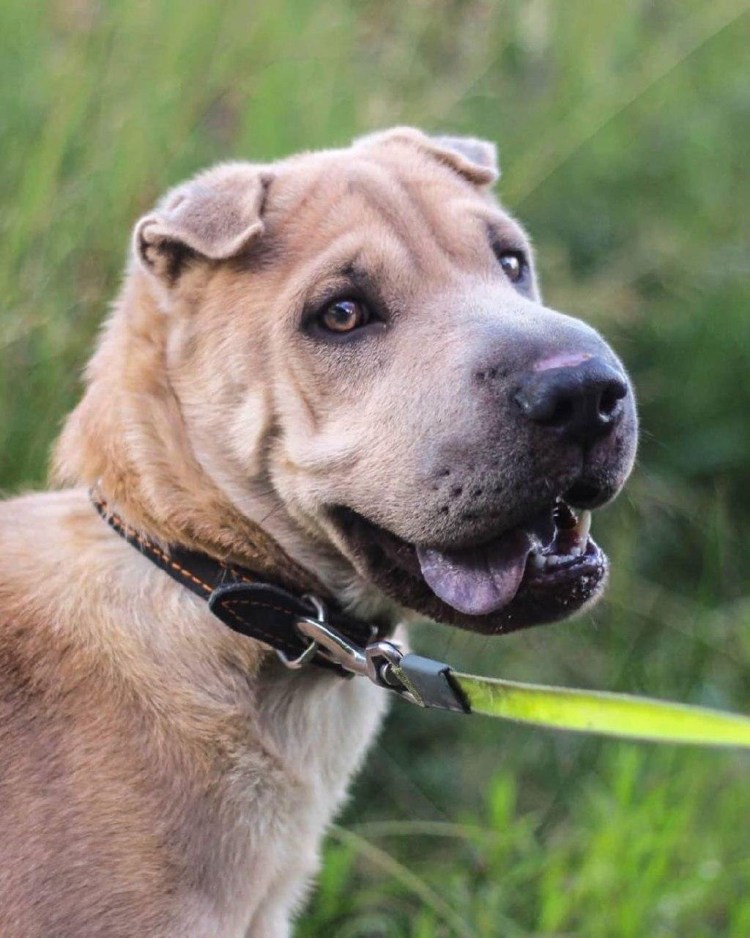 Метис шарпея