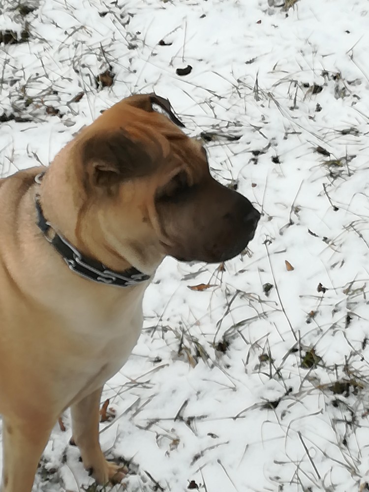 Помесь шарпея