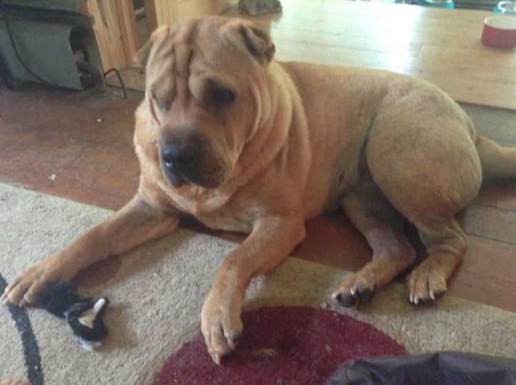 Шарпей и Стаффорд смесь