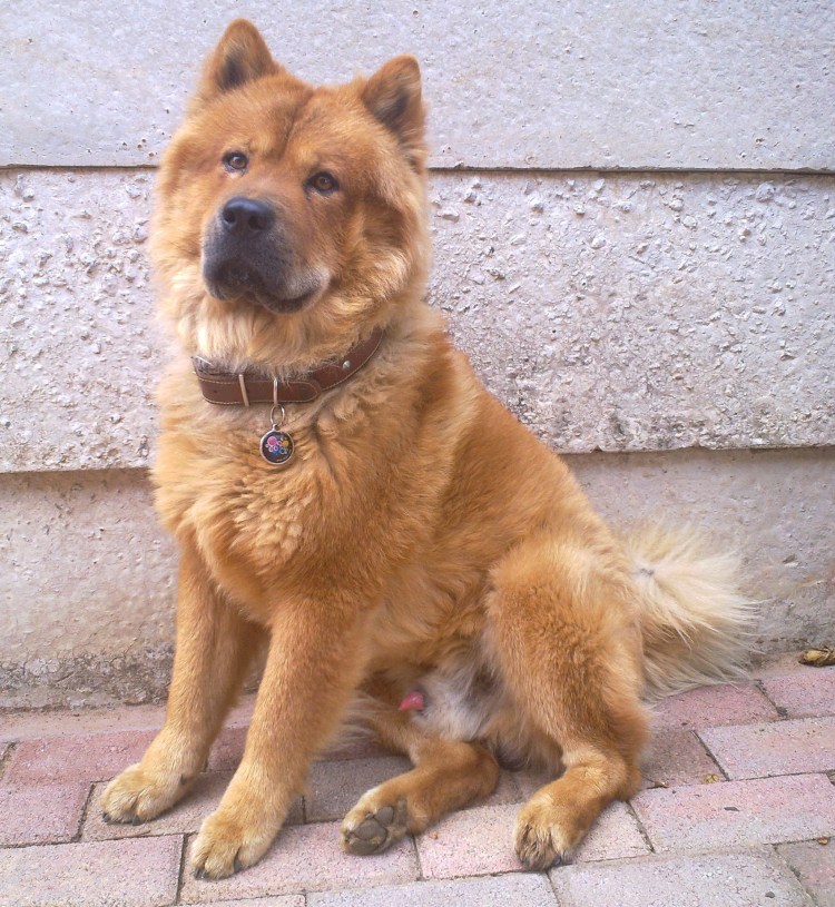 Метис чау-чау