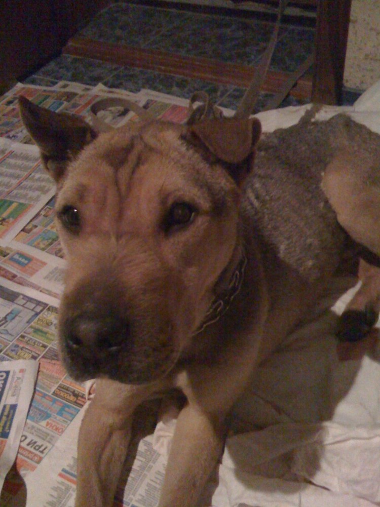 Метис шарпей и Стаффорд