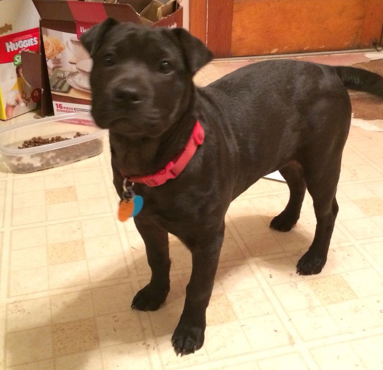 Шарпей метис черный