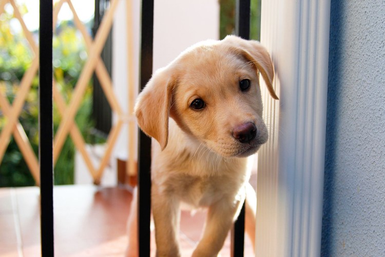 Воспитанный щенок