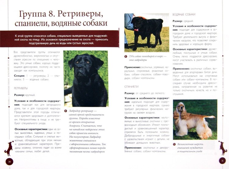 Правила ухода за собакой