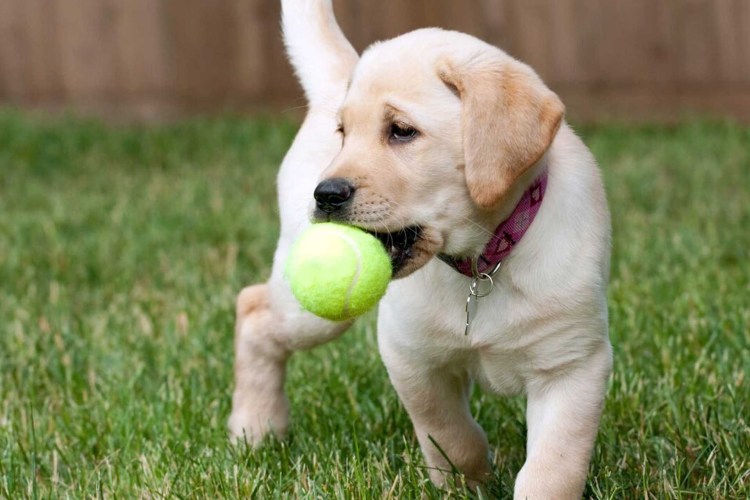 Догтренинг лабрадора