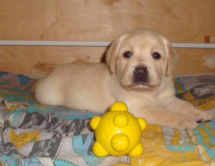 Забота о домашних животных