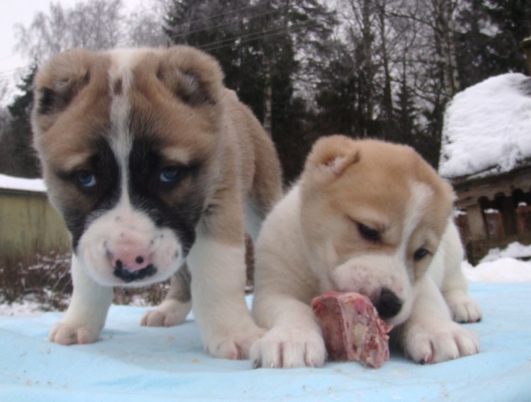 Как ухаживать за собакой