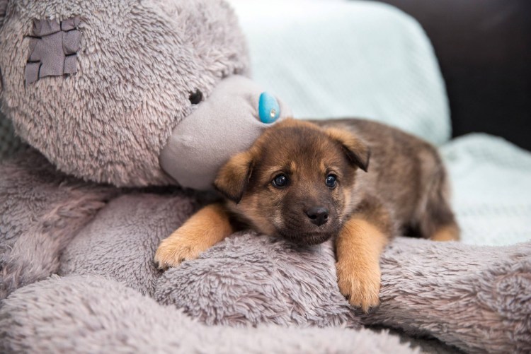 Забота о домашних животных