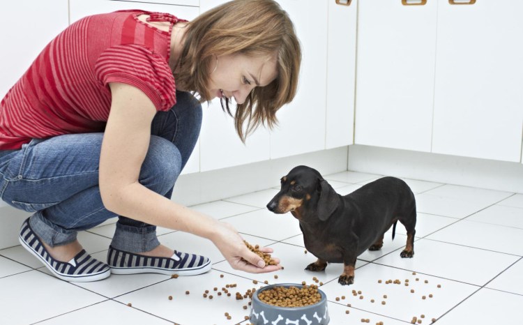 Полезные советы для владельцев собак