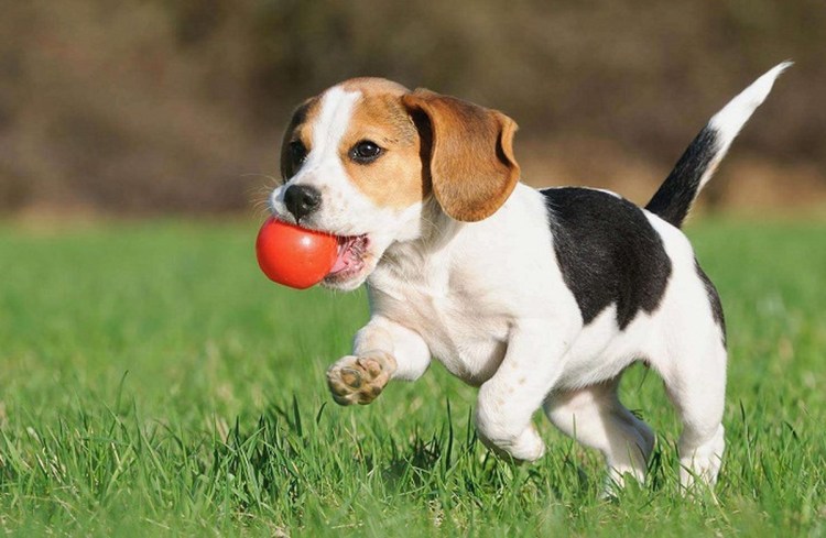 Собаку ругают