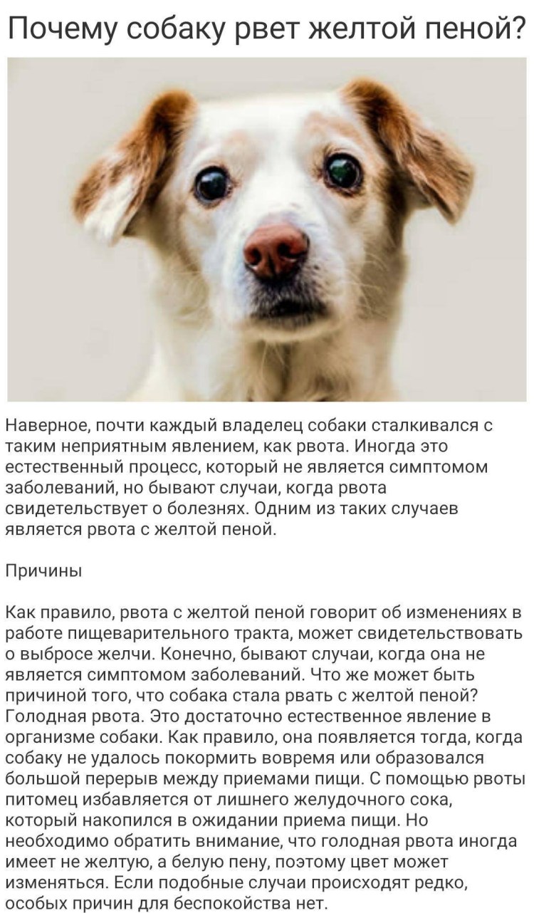 Интересные команды для собак