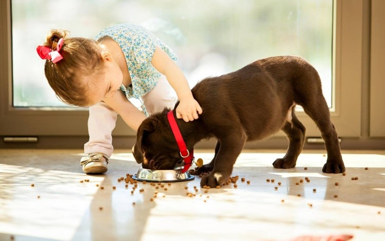 Порода собак Чинук фото с названиями и описанием