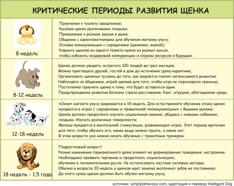 Линька у хаски