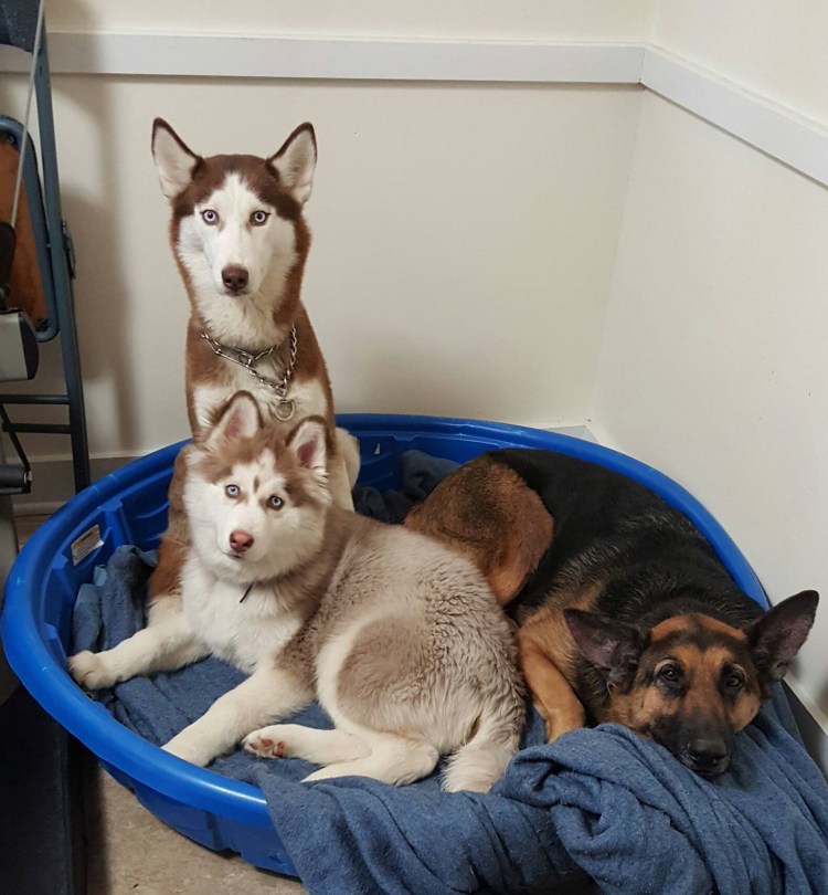 Памятка о стерилизации животных