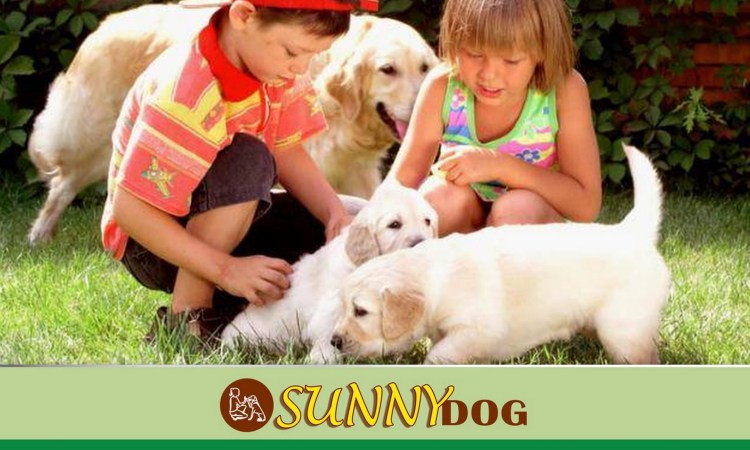 Воспитание и дрессировка бигля