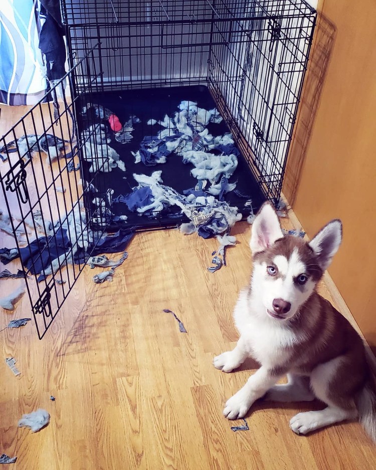 Этапы воспитания щенка