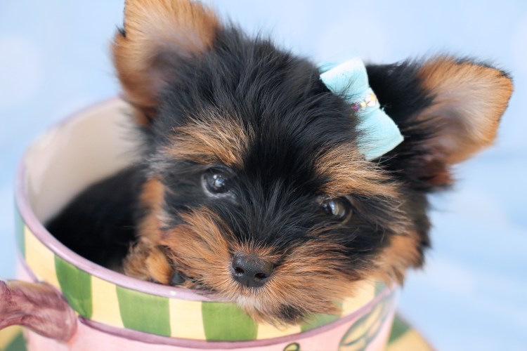 Лабрадор ретривер щенок