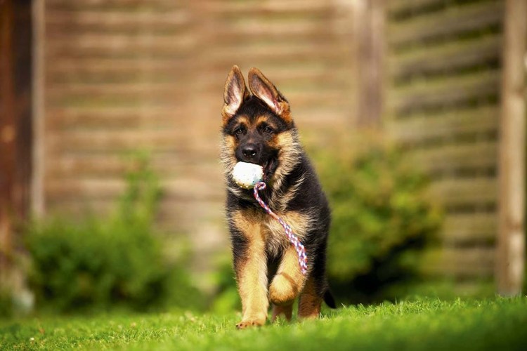 Прогулка с собакой