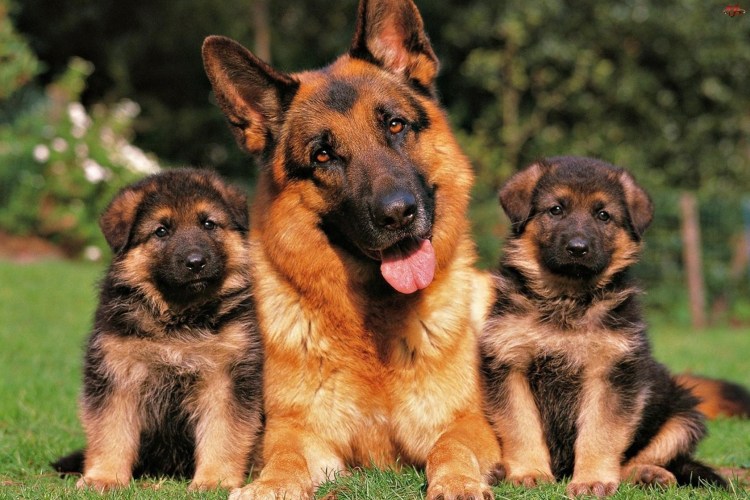 Параметры щенка Джек Рассела терьера