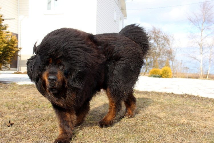 Собака тибетский мастиф