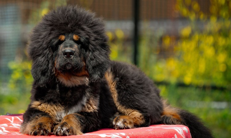 Тибетский мастиф и Кавказская овчарка