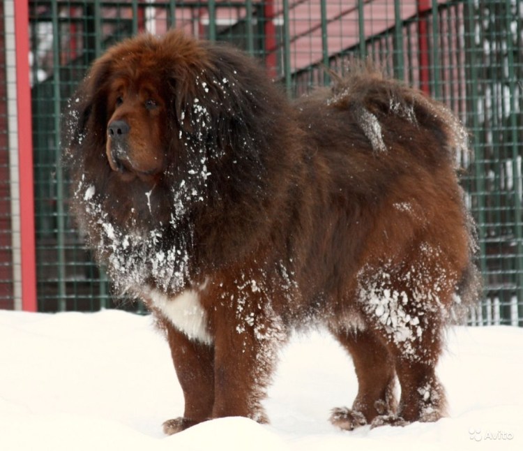 Тибетский мастиф Хонг Донг