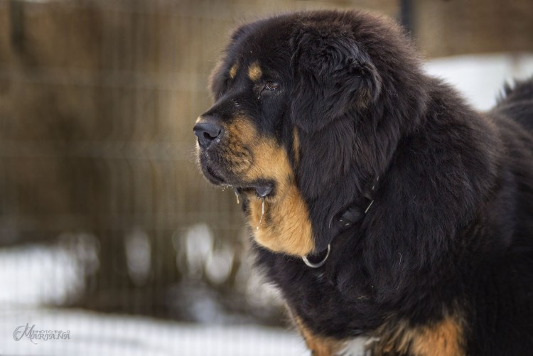 Тибетский медведь и тибетский мастиф