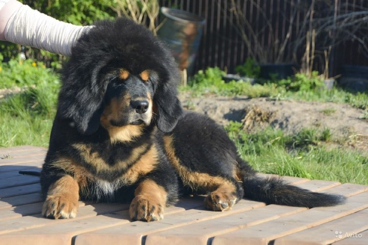 Мастиф ньюфаундленд