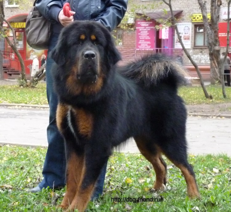Тибетский мастиф