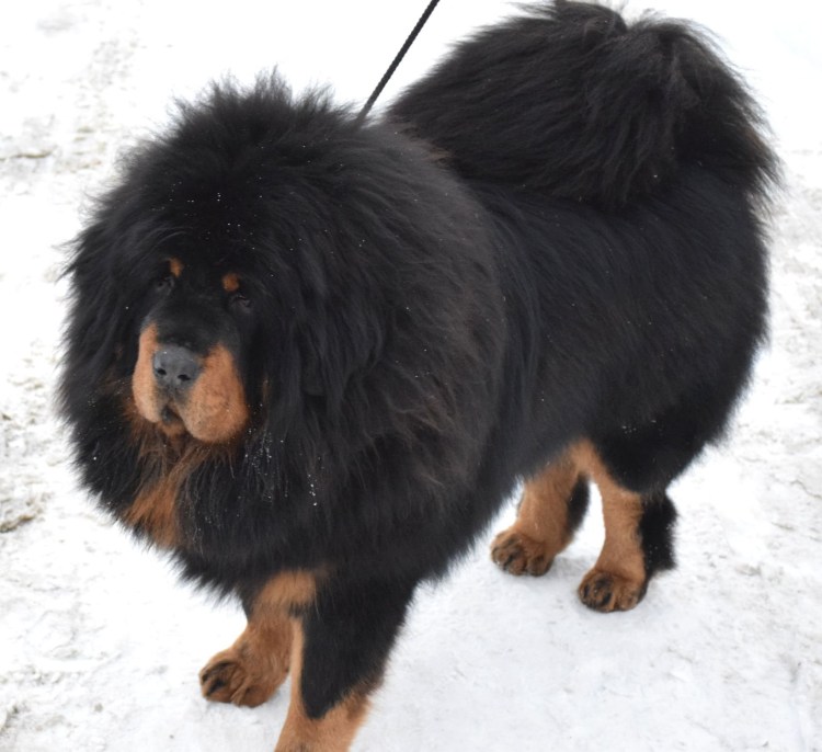 Карликовый тибетский мастиф