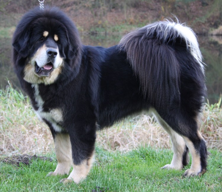 Тибетский мастиф черный с рыжими подпалинами