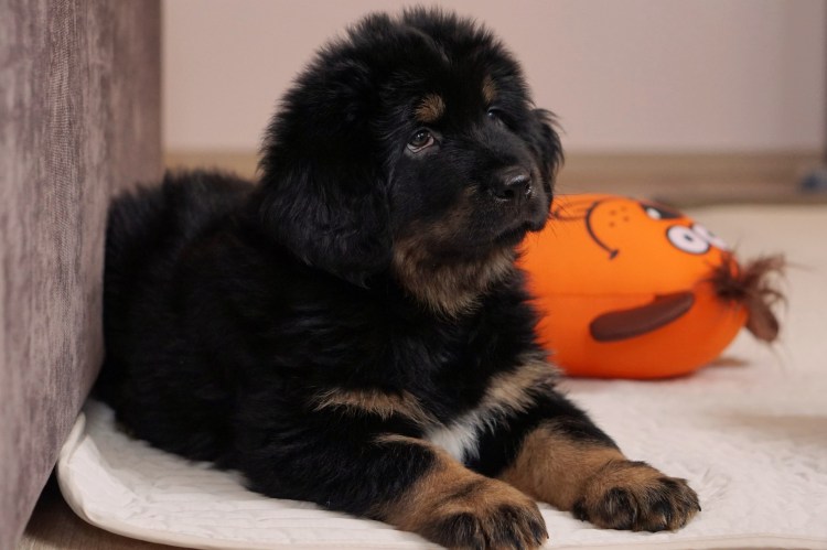 Шотландский мастиф