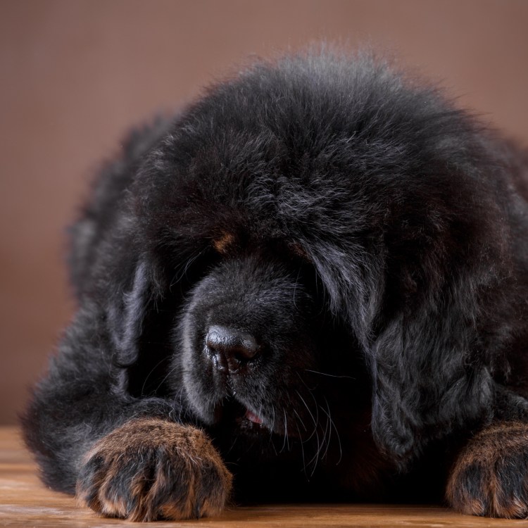 Тибетский мастиф черный