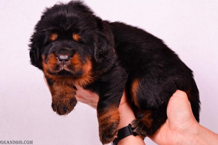 Тибетский мастиф черный