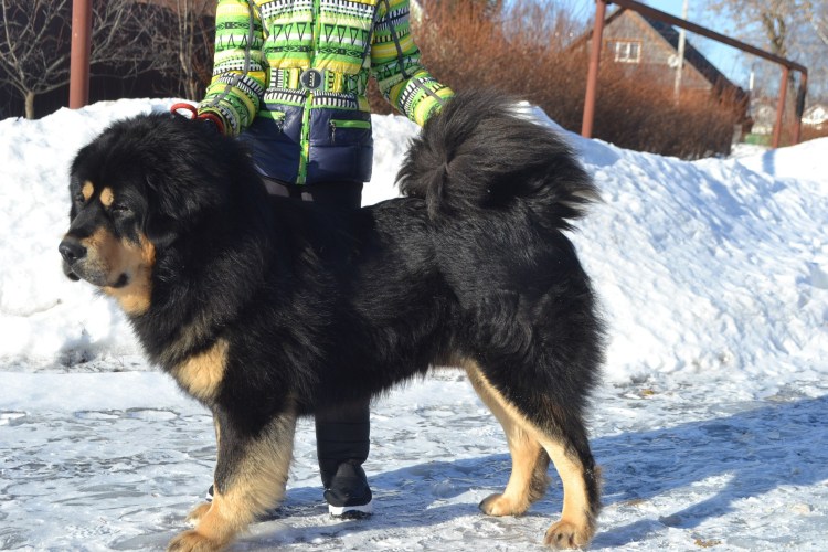 Тибетский мастиф длинношерстный