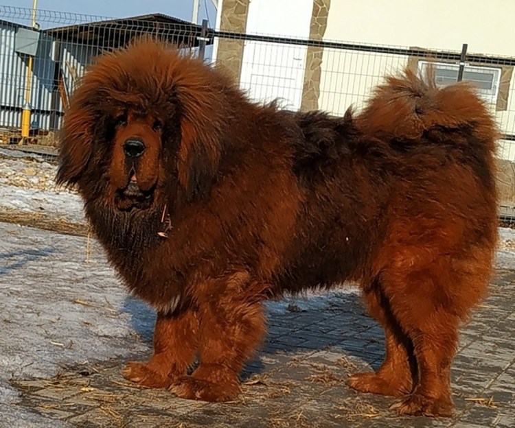 Собака тибетский мастиф злой